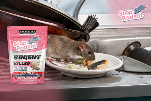 Protect your home from harmful rodent intrusions