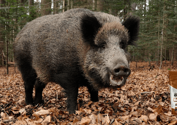 boar attractant