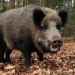 boar attractant